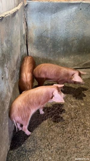 Vând purcei duroc  - imagine 3