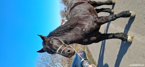 Iapa de vanzare  - imagine 3