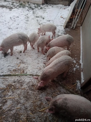 Purceii țărăniști 250 lei - imagine 2