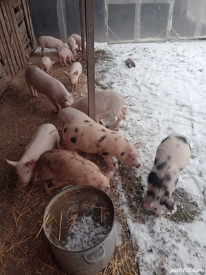 Purceii țărăniști 250 lei - imagine 4