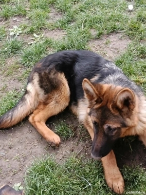 Catea ciobanesc german - imagine 2