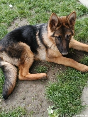 Catea ciobanesc german - imagine 3