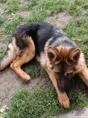 Catea ciobanesc german