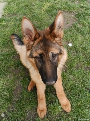 Catea ciobanesc german - imagine 4