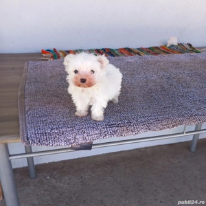 De vinzare bison maltez baietel 