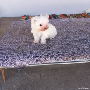 De vinzare bison maltez baietel 