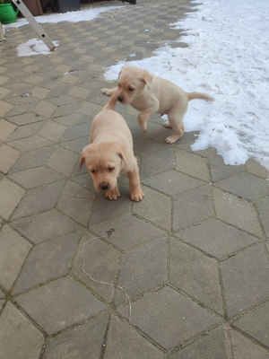 Căței labrador  - imagine 2