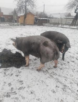 Vând scroafă de sacrificat 