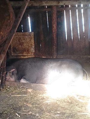 Vând scroafă de sacrificat  - imagine 2