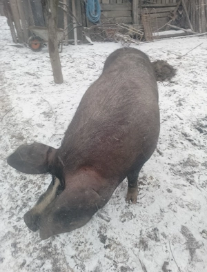 Vând scroafă de sacrificat  - imagine 4