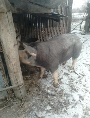 Vând scroafă de sacrificat  - imagine 3