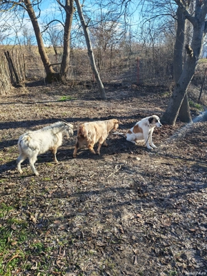 Ciobănesc pentru animale  - imagine 2