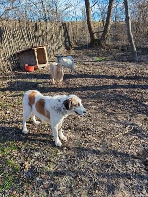 Ciobănesc pentru animale 