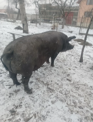 Vând scroafă de sacrificat  - imagine 5