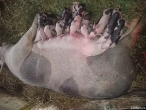 Scroafă cu purcei  - imagine 3