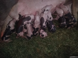 Scroafă cu purcei  - imagine 2