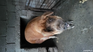 Duroc de Vânzare  - imagine 4