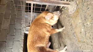 Duroc de Vânzare  - imagine 2