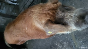 Duroc de Vânzare  - imagine 3