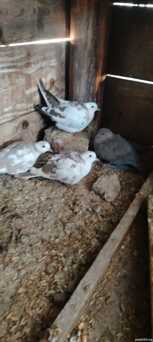 Turturele răzătoare 2025 - imagine 2