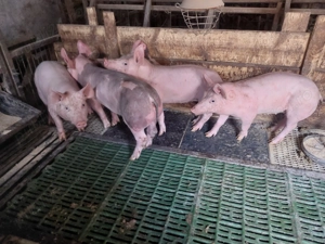 Vând purcei pietrean 