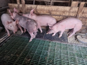 Vând purcei pietrean  - imagine 3