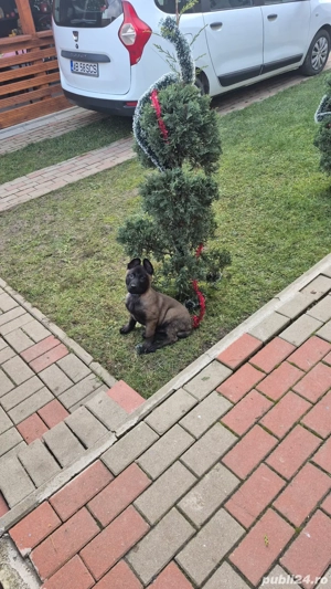 Belgian Malinois pui  - imagine 2