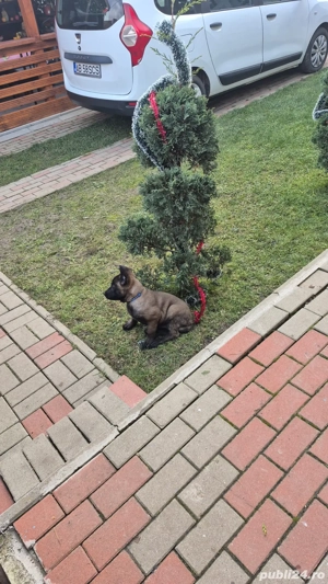 Belgian Malinois pui 