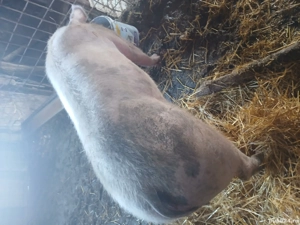 Purcea pietrană 12 lei kg 