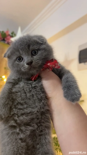 pui pisica Scottish  - imagine 4