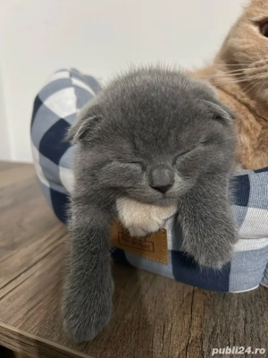 pui pisica Scottish  - imagine 2