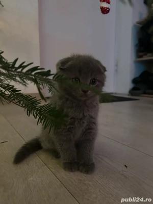 pui pisica Scottish  - imagine 5