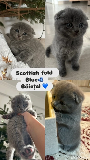 pui pisica Scottish  - imagine 3
