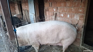 Scroafa tn 70cu landras pentru sacrificat  - imagine 3