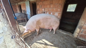 Scroafa tn 70cu landras pentru sacrificat  - imagine 4