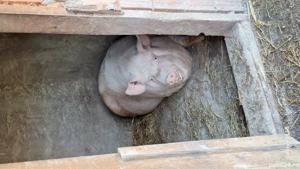 Scroafa tn 70cu landras pentru sacrificat  - imagine 2