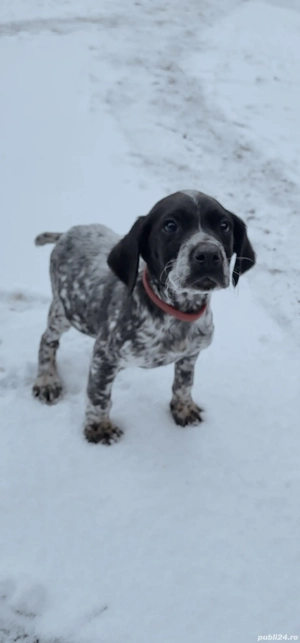 Brac german par scurt  - imagine 2