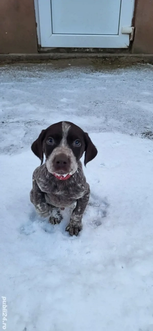 Brac german par scurt  - imagine 4