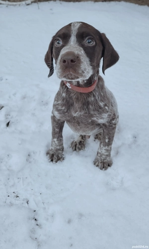 Brac german par scurt  - imagine 3