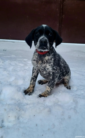 Brac german par scurt  - imagine 5