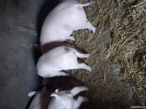 Purcei de vânzare  - imagine 2