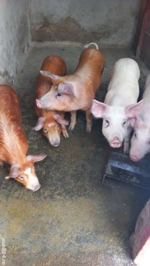 Vând porci grăsuni  - imagine 2