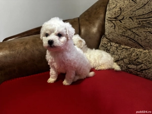 Vând Bichon maltez 