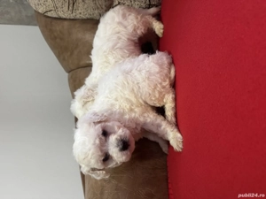 Vând Bichon maltez  - imagine 4