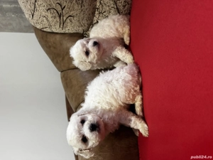 Vând Bichon maltez  - imagine 3