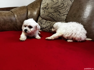 Vând Bichon maltez  - imagine 5