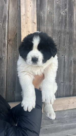 Ciobănesc de Bucovina