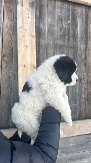 Ciobănesc de Bucovina - imagine 5