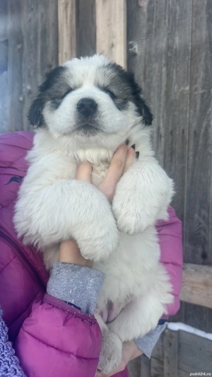 Ciobănesc de Bucovina - imagine 3