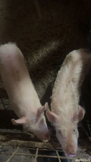 Vând soldani, un mascor si o scrofița  - imagine 2